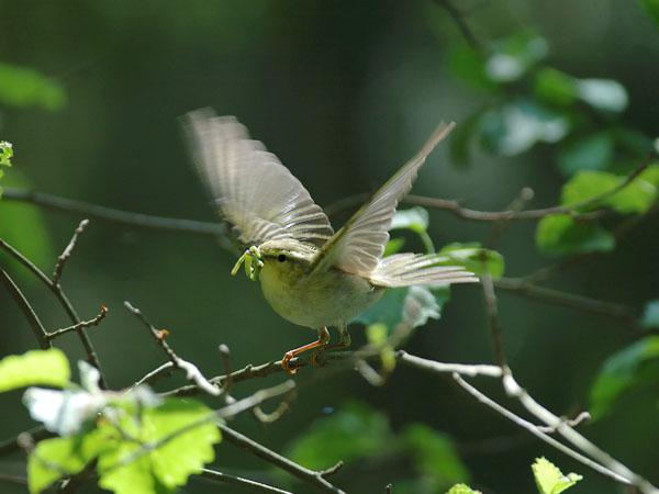 Sirittäjä, Wood Warbler, Phylloscopus sibilatrix